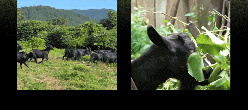 7a8a2069a949664719629d1e70f7042c_1788224145_093.gif